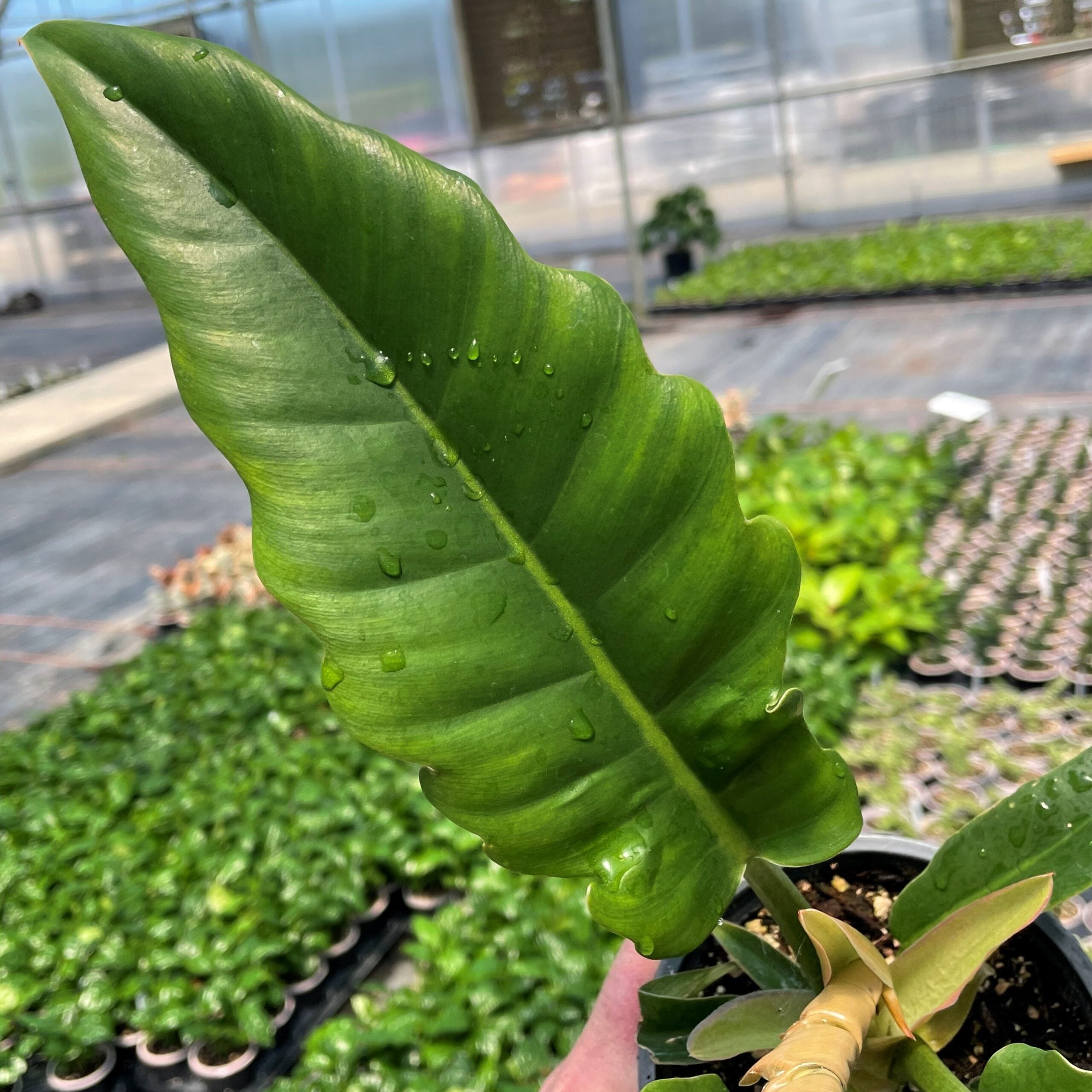 Philodendron 'Narrow Escape' (4.5" Pot) | Little Prince of Oregon Nursery