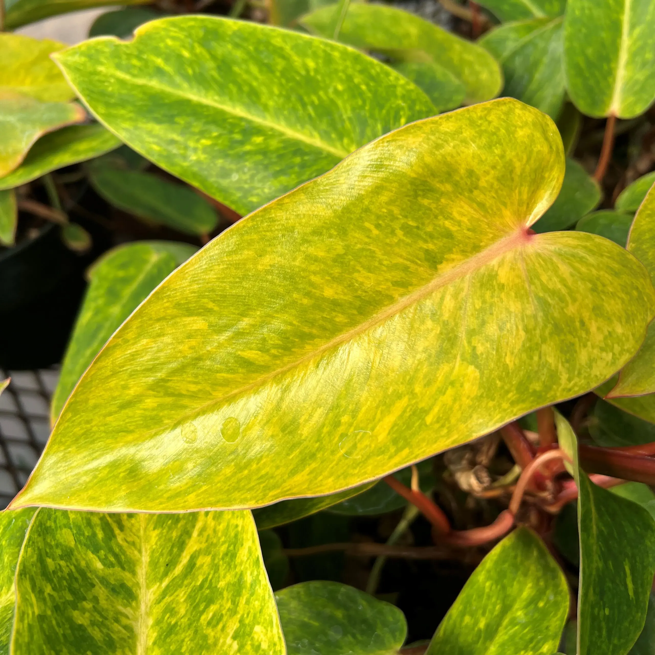Philodendron 'Calkin's Gold' (4.5" Pot) | Little Prince of Oregon Nursery