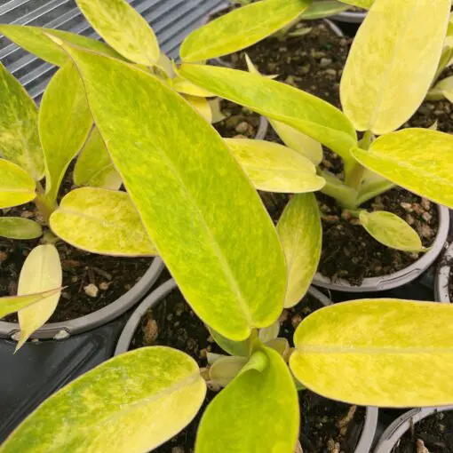solid green spider plant varieties Spider Plant Asst Varieties main image 0