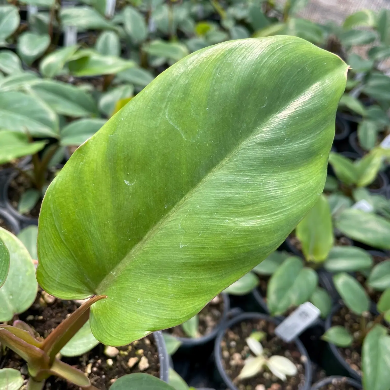 Philodendron 'Jungle Fever' (Green) (4.5" Pot) | Little Prince of Oregon  Nursery