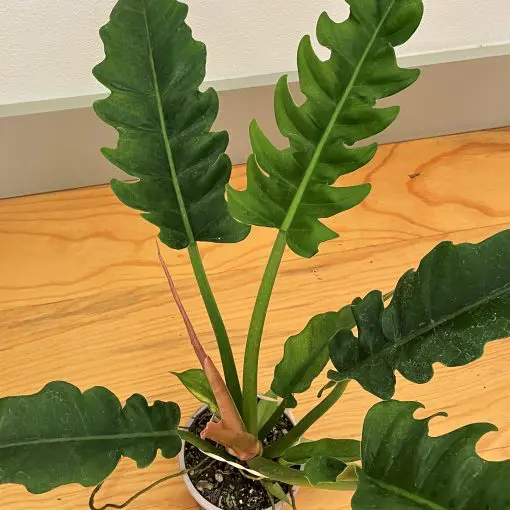 Philodendron 'Narrow Escape' (4.5" Pot) | Little Prince of Oregon Nursery