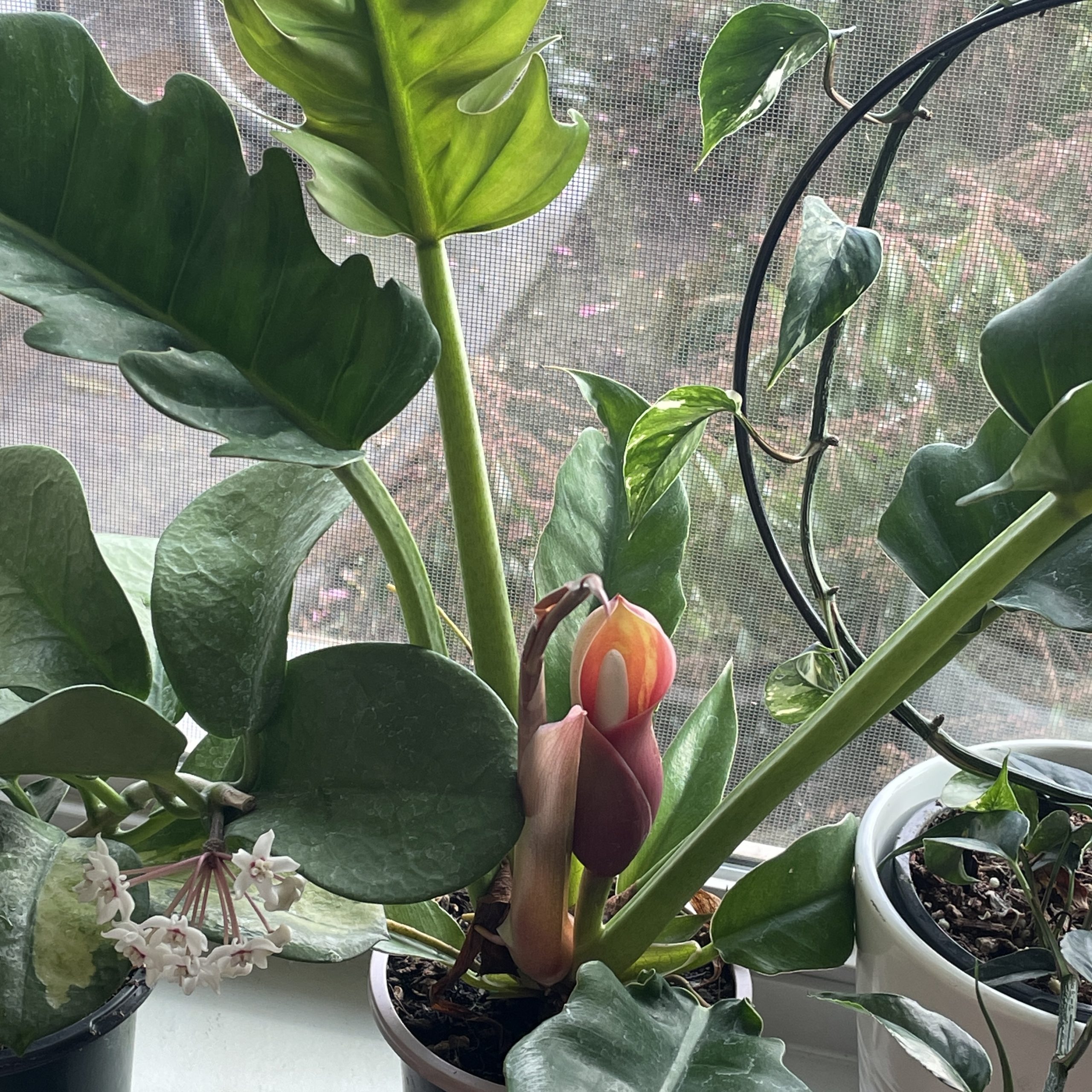 Philodendron 'Narrow Escape' (4.5" Pot) | Little Prince of Oregon Nursery