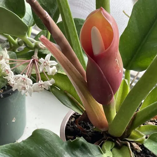 Philodendron 'Narrow Escape' (4.5" Pot) | Little Prince of Oregon Nursery