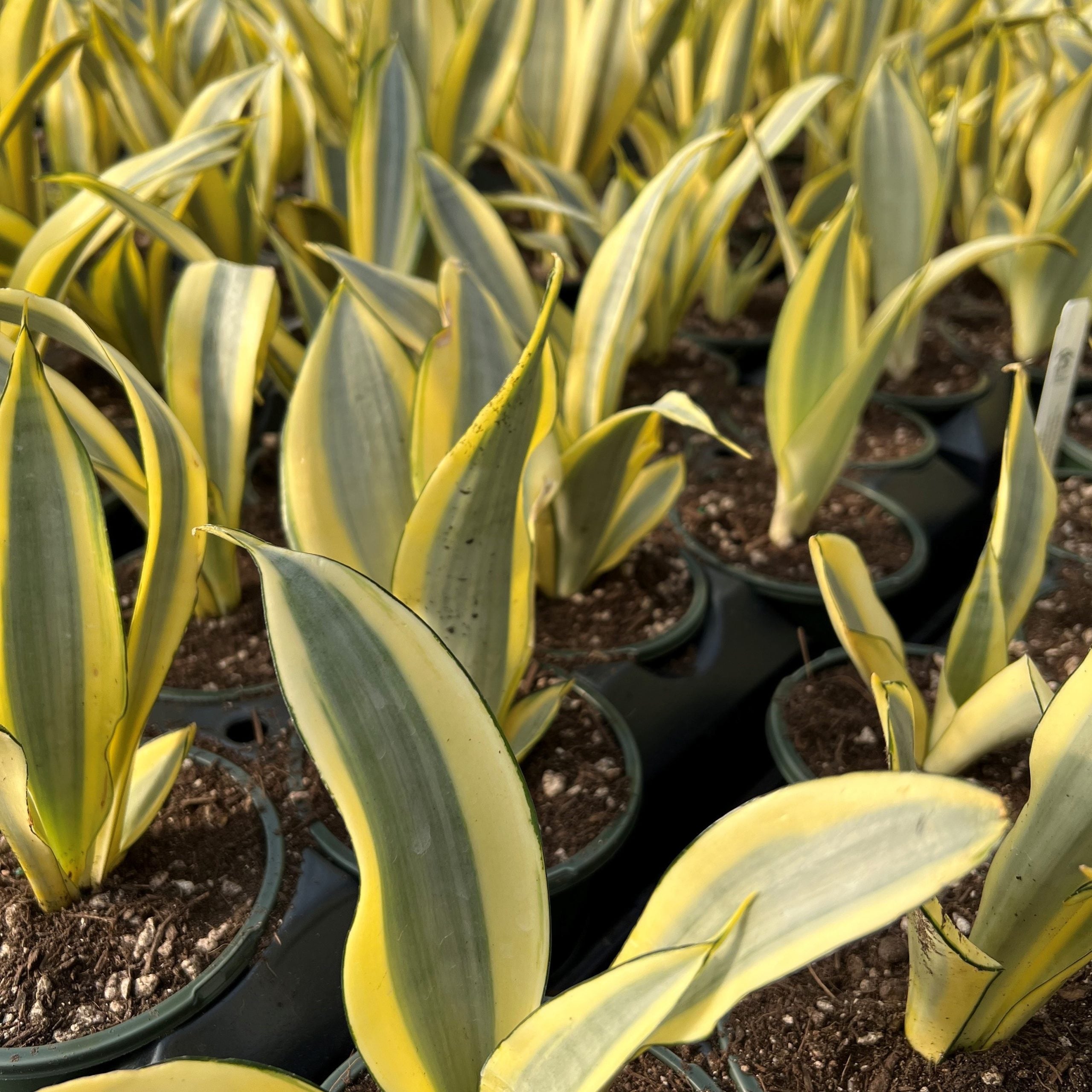Sansevieria trifasciata 'Ghost' - Snake Plant (4.5" Round) | Little Prince  of Oregon Nursery