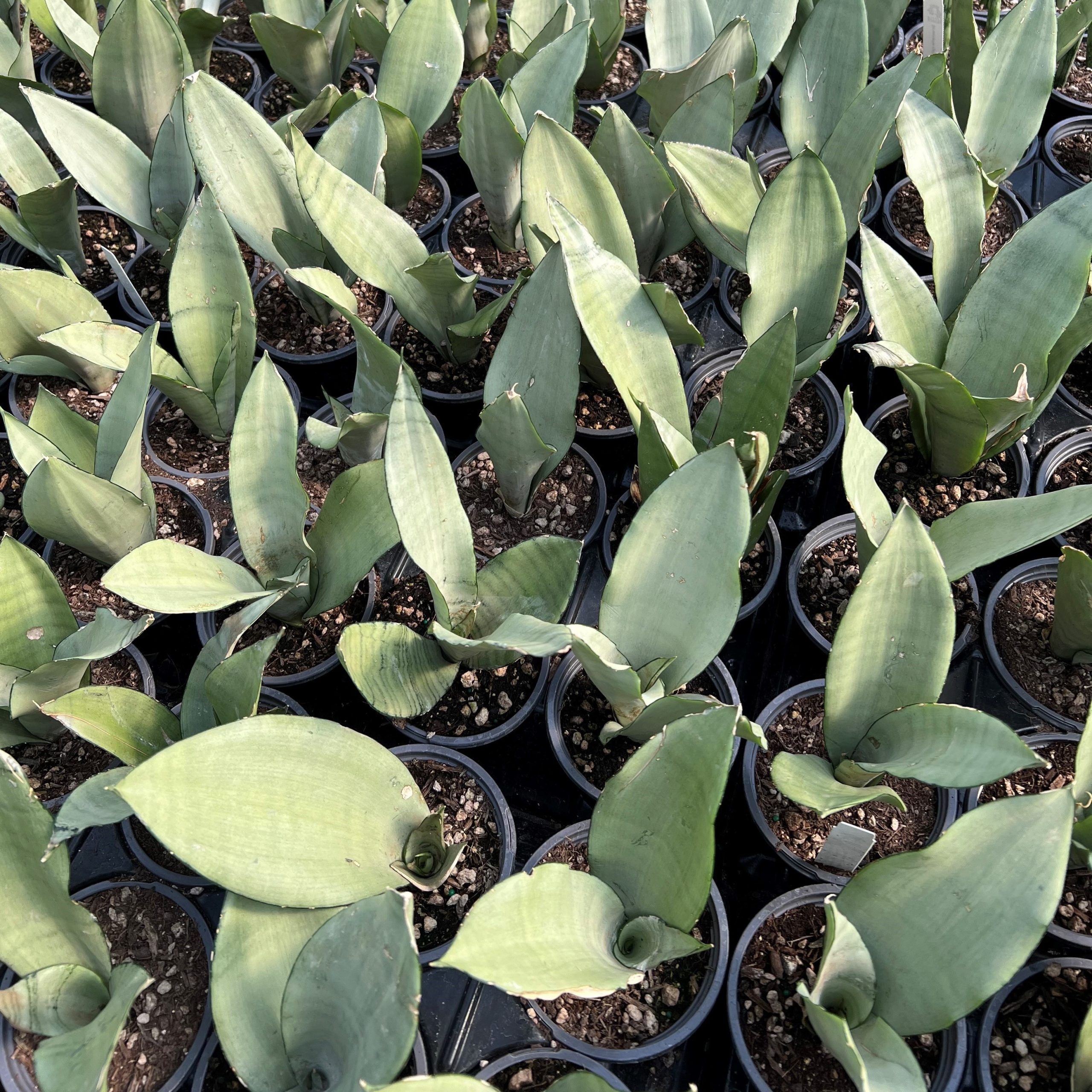 where can i buy yucca Yucca x. --Big Blue Yucca--