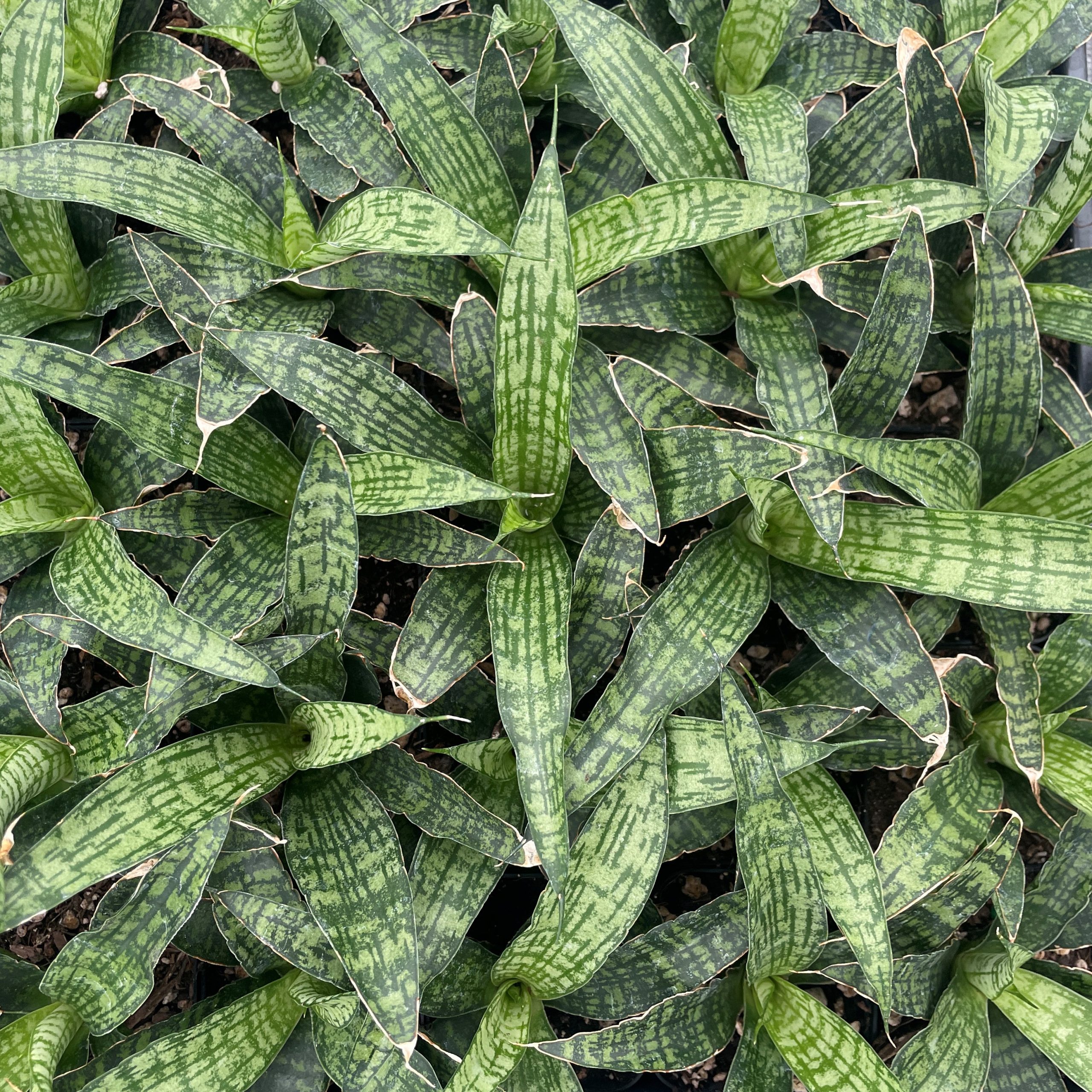 Sansevieria hybrida 'Silver Princess' - Snake Plant (2" Pot) | Little  Prince of Oregon Nursery