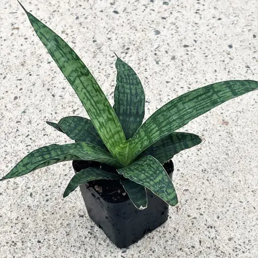 variegated snake plant Sansevieria hahnii --Variegated Black Star Snake Plant-- main image 0