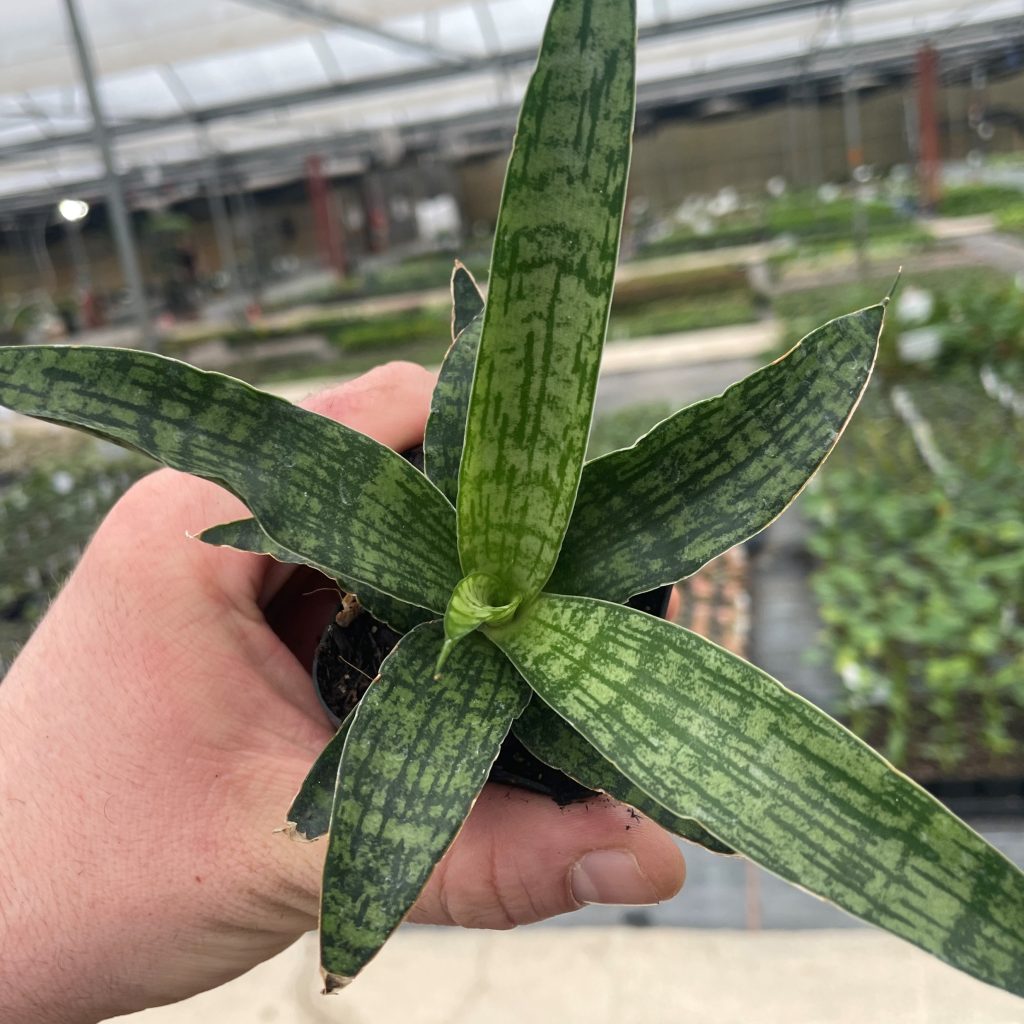 Sansevieria-hybrida-‘Silver-