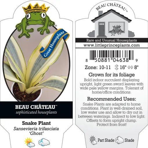 Sansevieria trifasciata 'Ghost' - Snake Plant (4.5" Round) | Little Prince  of Oregon Nursery