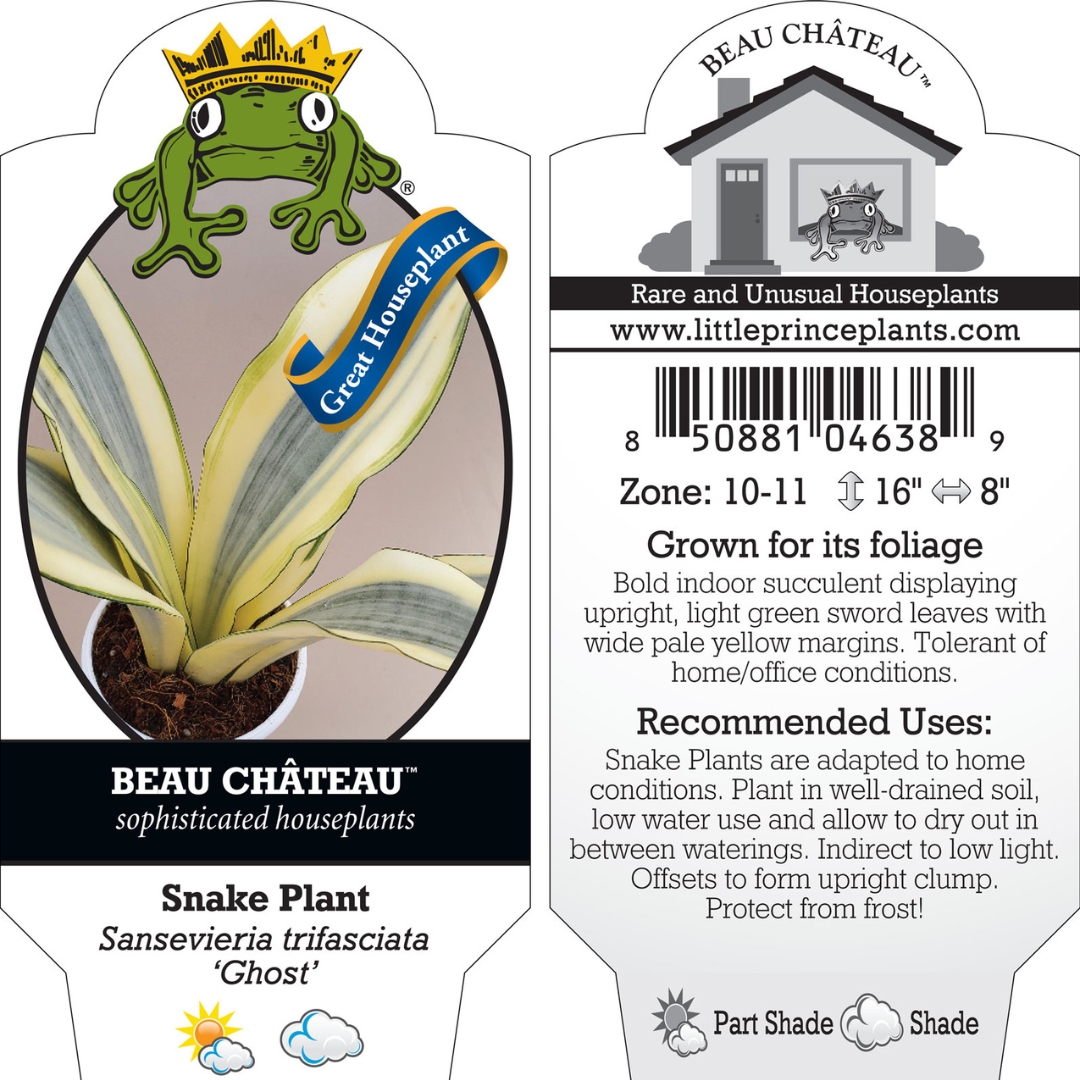 snake plant small Snake Plant – Foli main image 1