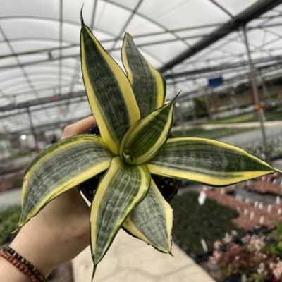 Sansevieria trifasciata 'Golden Hahnii'