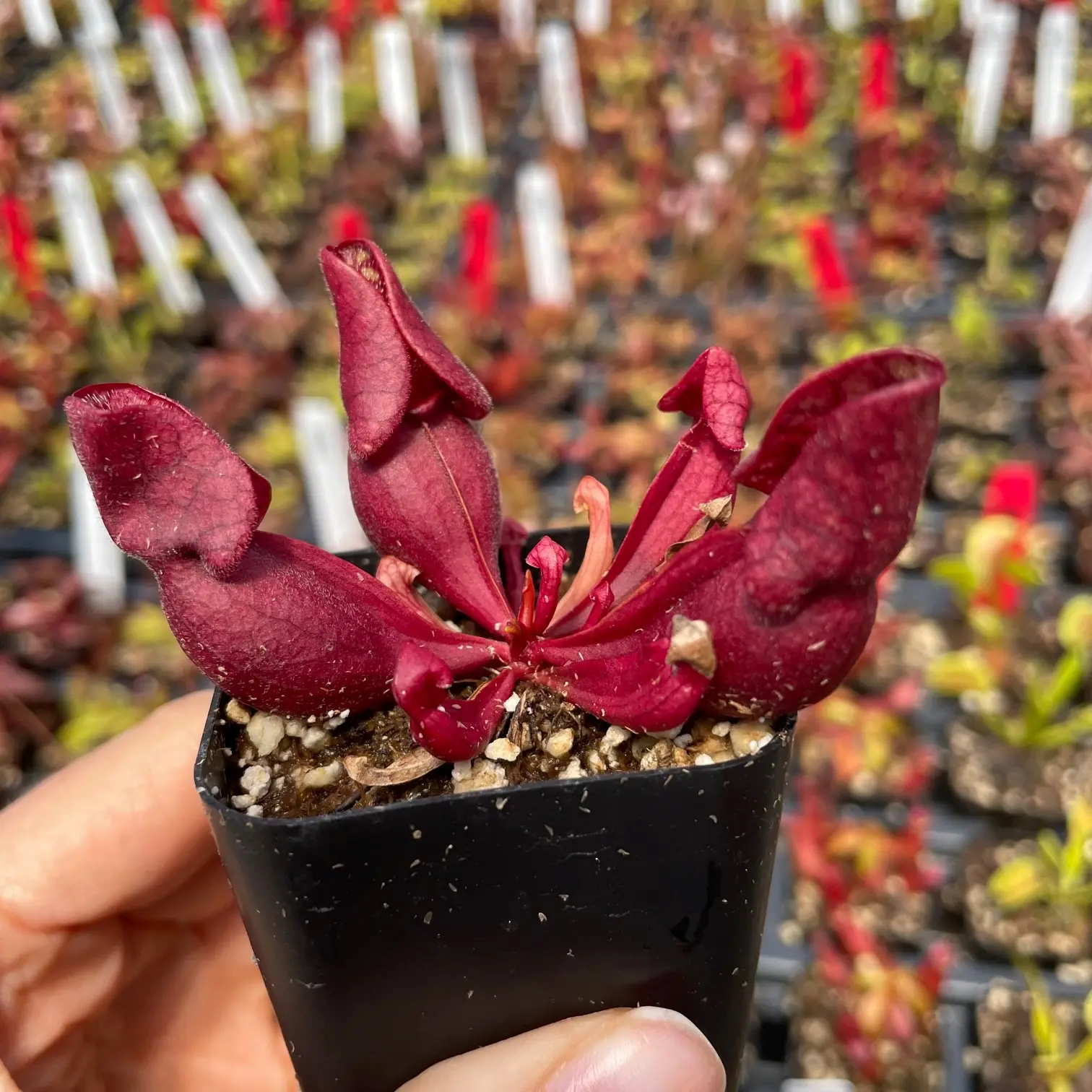 Buy Sarracenia purpurea ssp. vensoa 'Red'  Pitcher Plant