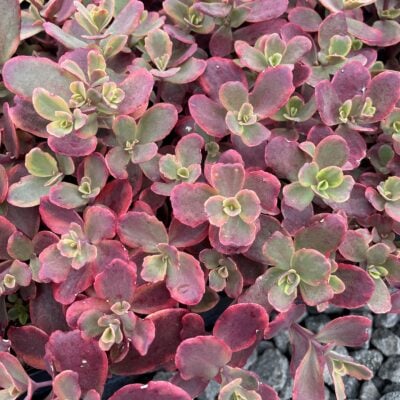 Sedum Sunsparkler® 'Wildfire' - Stonecrop (3.5" Pot)