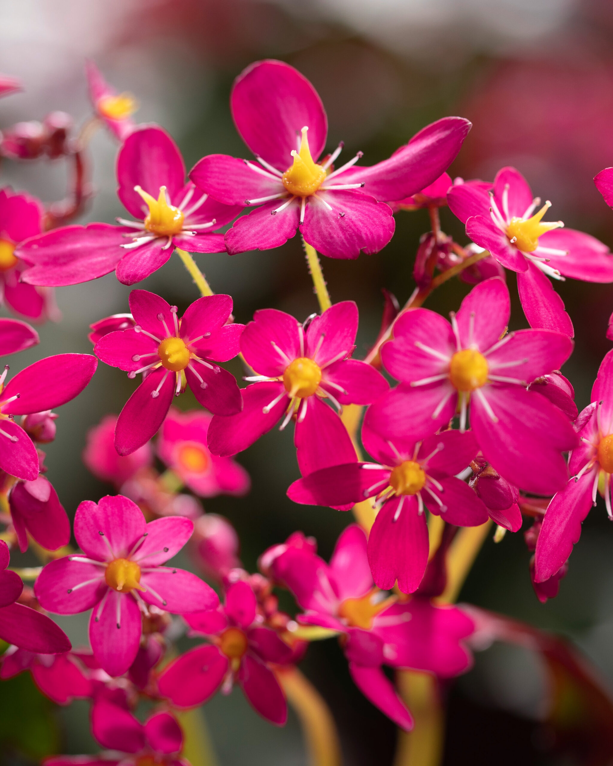Saxifraga cortusifolia Dancing Pixies® 'Tessy' - Saxifrage (4.5" Pot) - Image 2