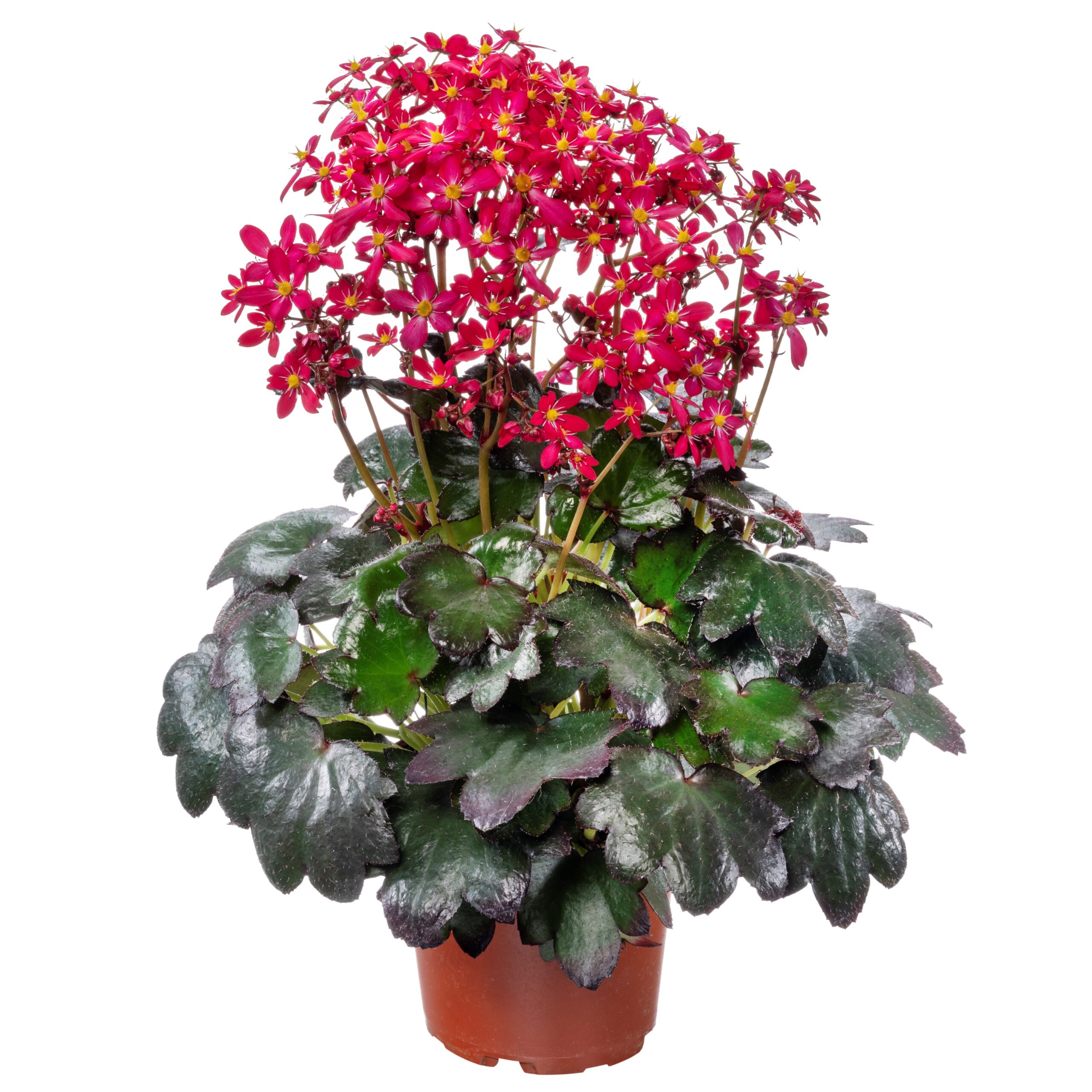 Saxifraga cortusifolia Dancing Pixies® 'Tessy' - Saxifrage (4.5" Pot)