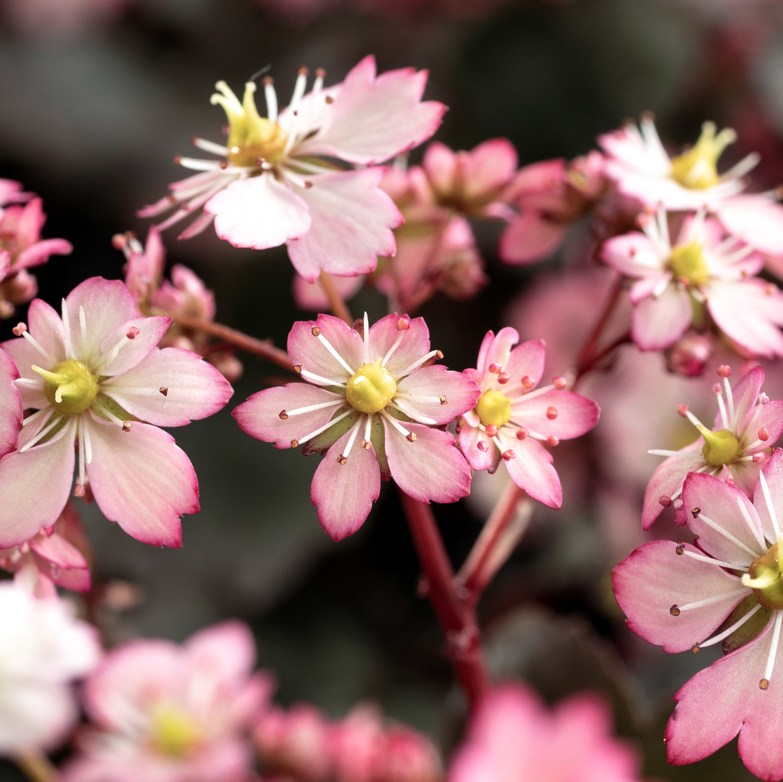Saxifraga cortusifolia Dancing Pixies® 'Tilda' - Saxifrage (4.5" Pot) - Image 2