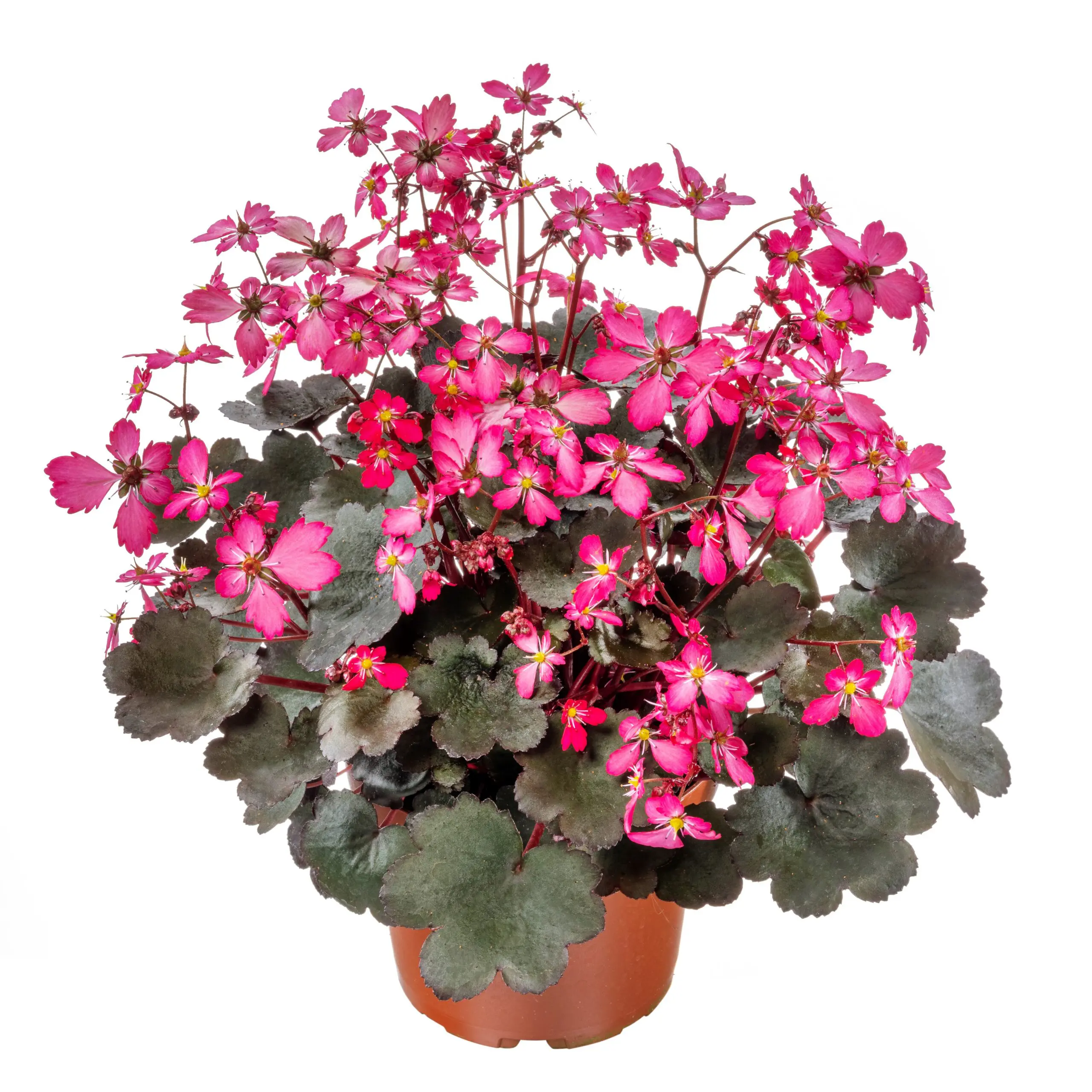 Saxifraga cortusifolia Dancing Pixies® 'Toni' - Saxifrage (4.5