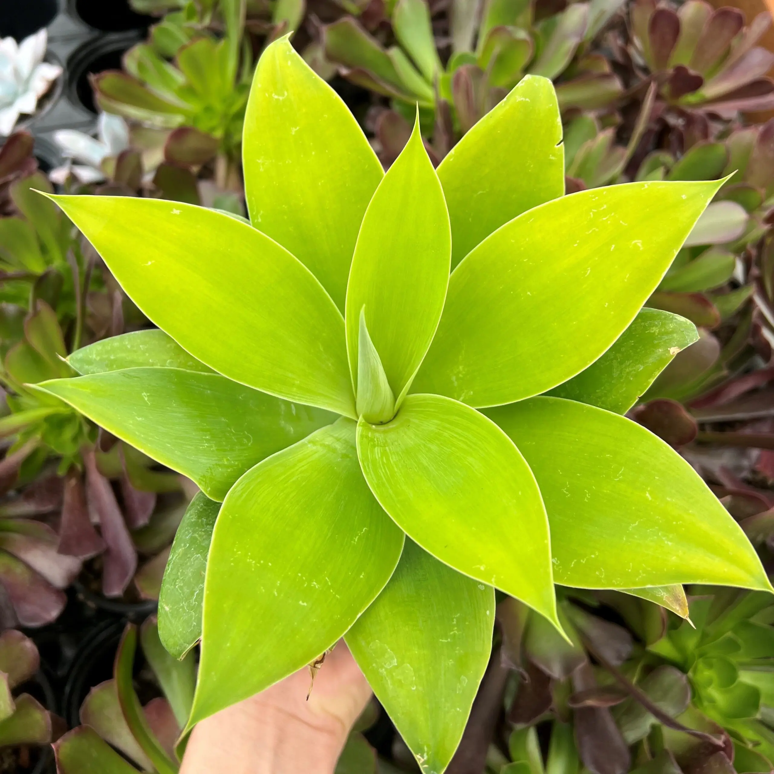 Agave attenuata 'Raea's Gold' - Golden Foxtail Agave (4.5" Pot) | Little  Prince of Oregon Nursery