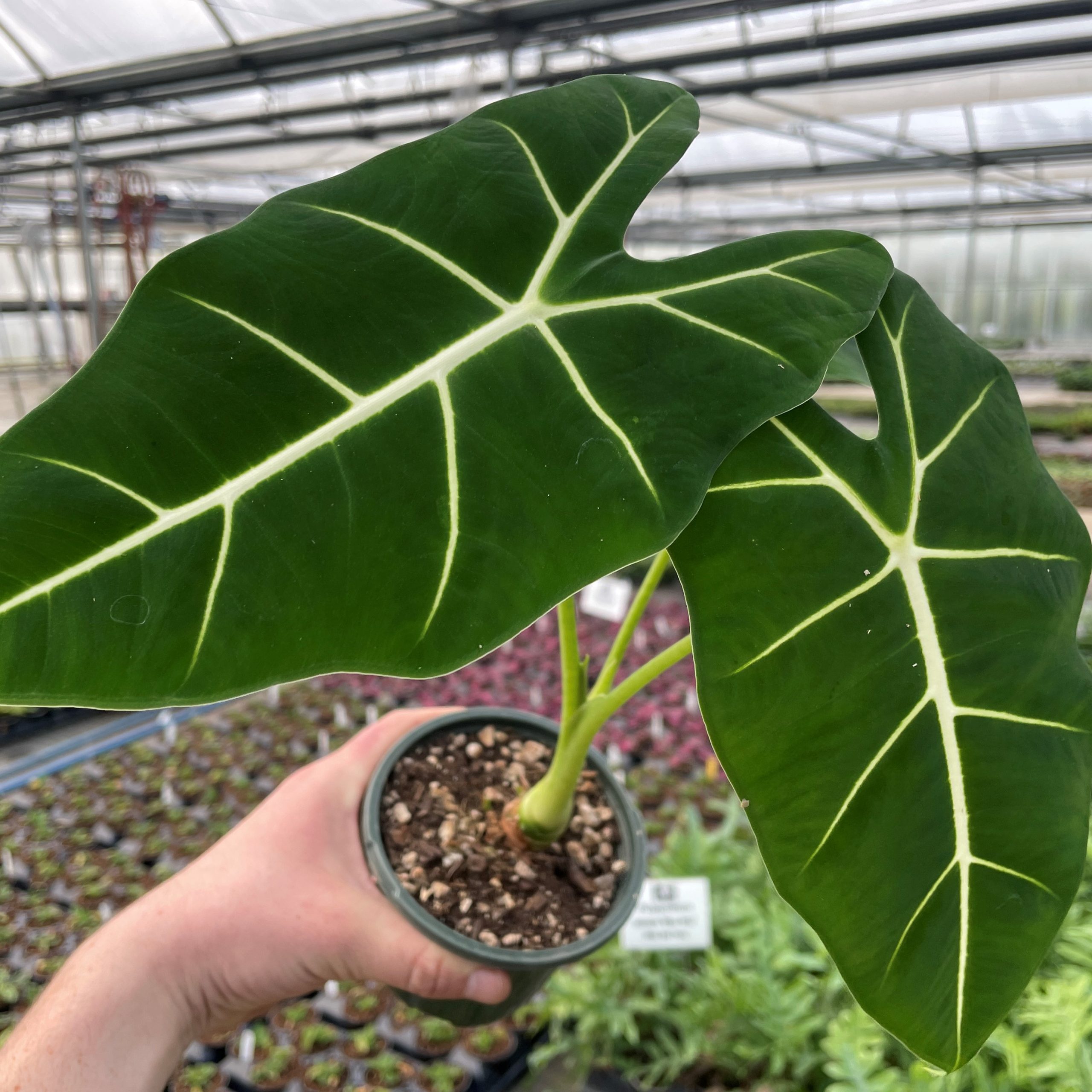 Alocasia 'Frydek' - Green Velvet Alocasia (4.5" Pot) | Little Prince of  Oregon Nursery