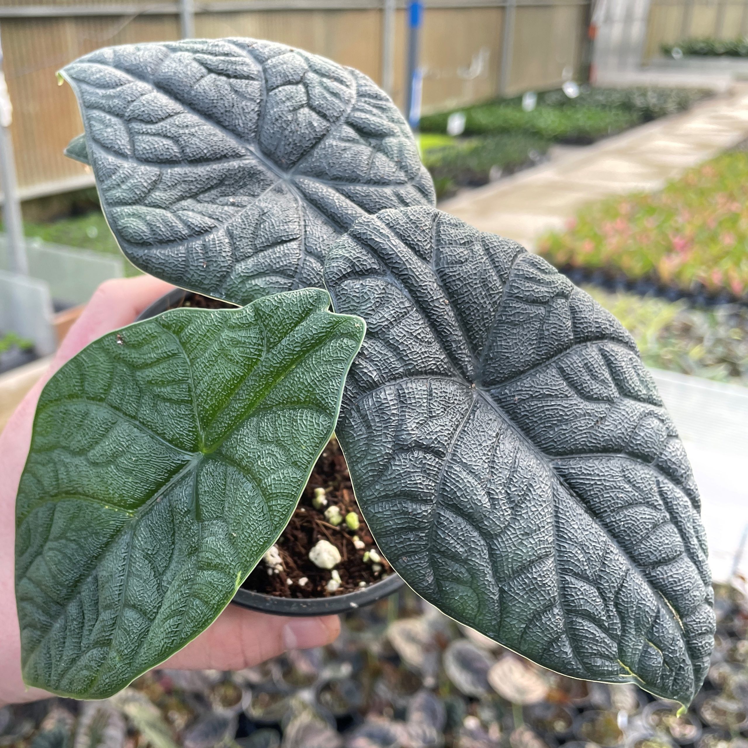 Alocasia 'Melo' - Jewel Alocasia (4.5" Pot) - Image 4
