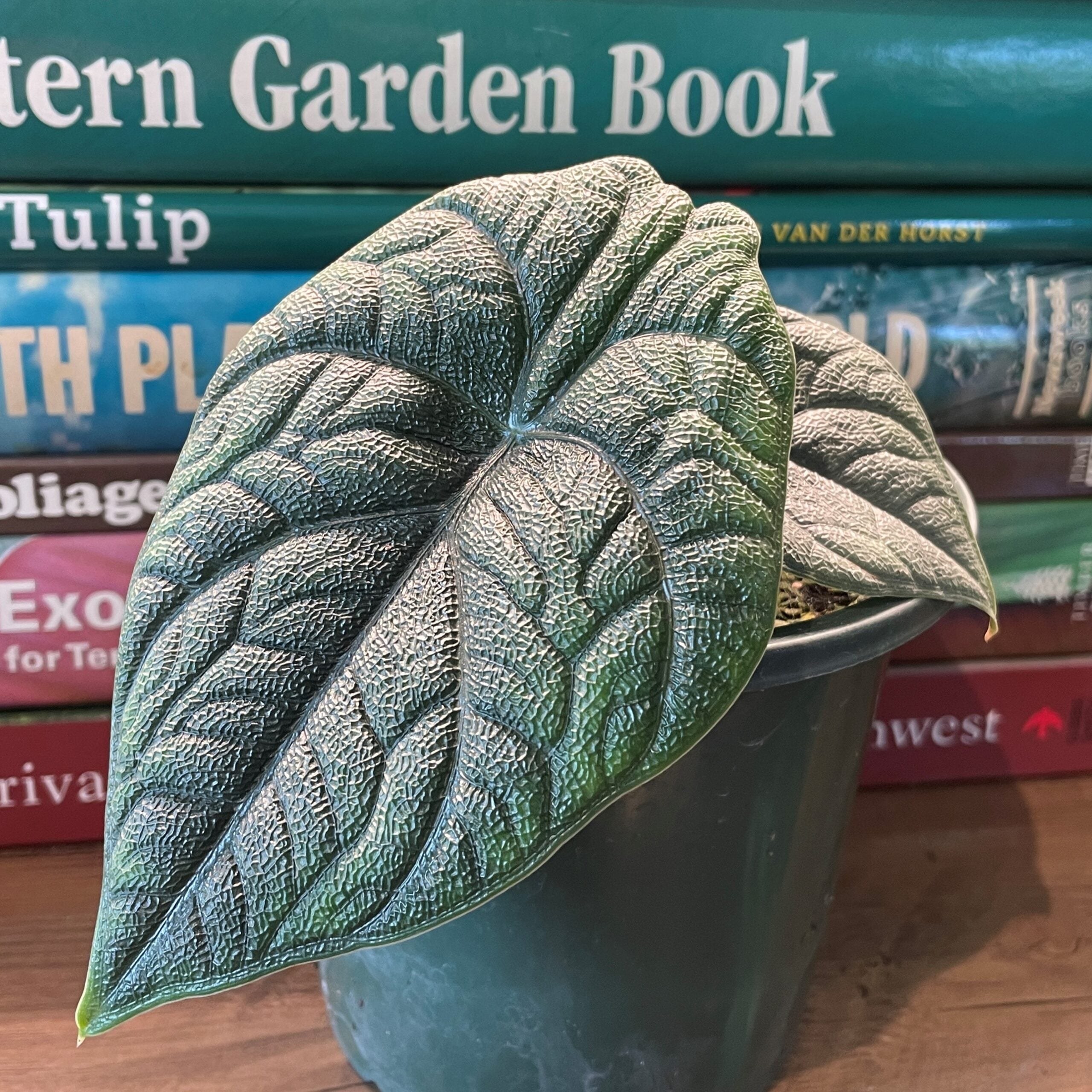 Alocasia 'Melo' - Jewel Alocasia (4.5" Pot)