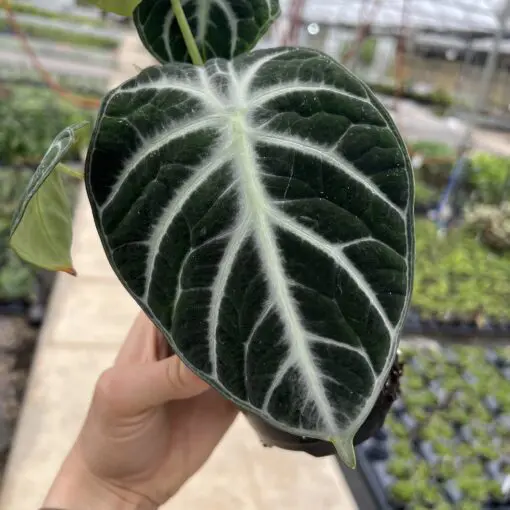 Alocasia 'Ninja' - Jewel Alocasia (4.5