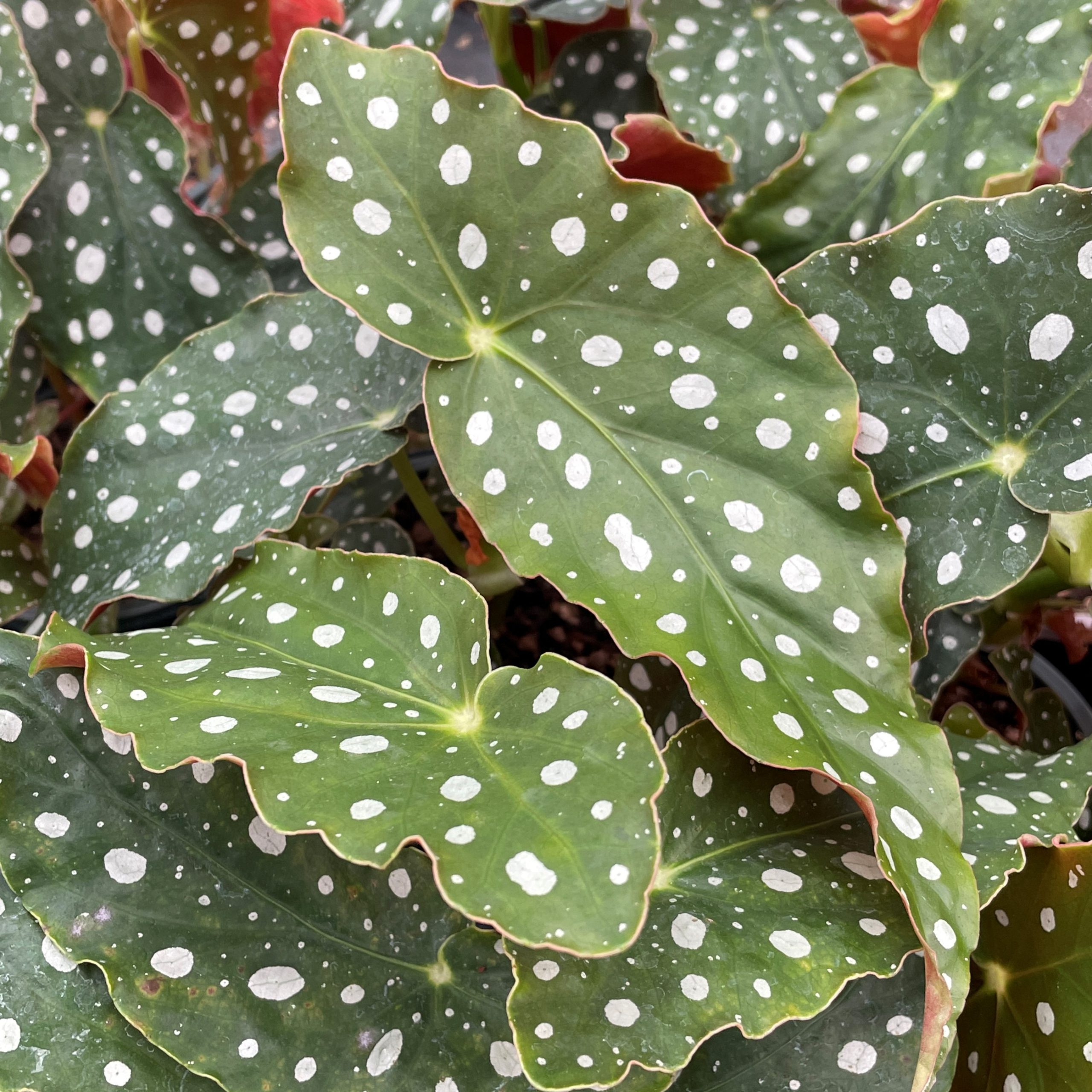 Begonia maculata 'Wightii' - Polka Dot Begonia (4.5" Pot) - Image 2