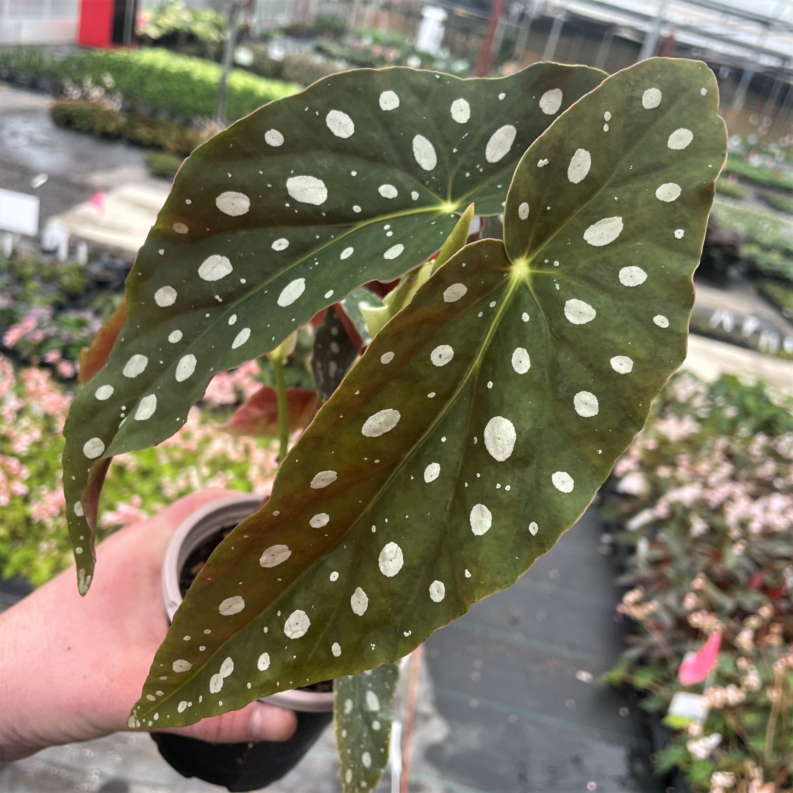 Begonia maculata 'Wightii' - Polka Dot Begonia (4.5" Pot)