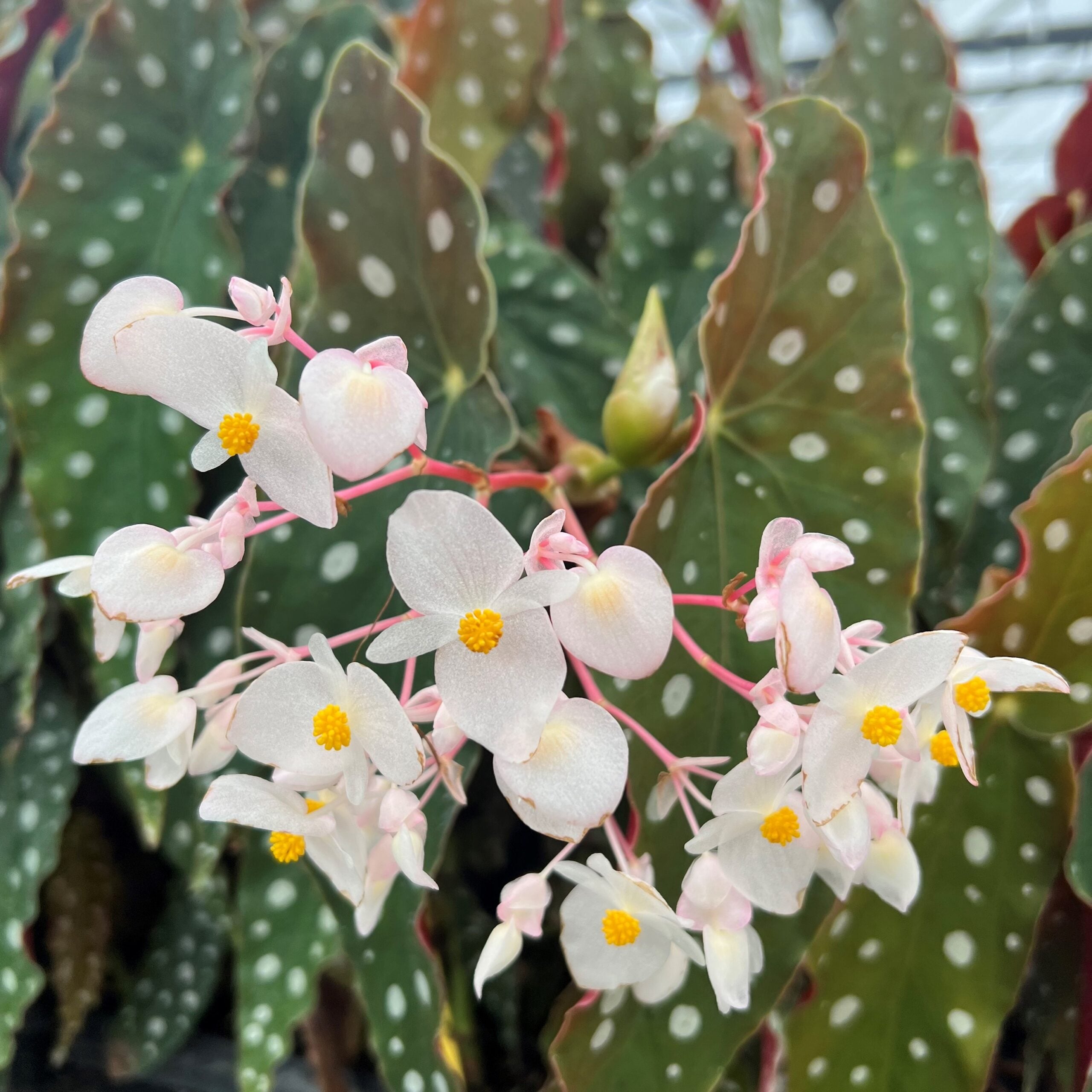 Begonia maculata 'Wightii' flower July