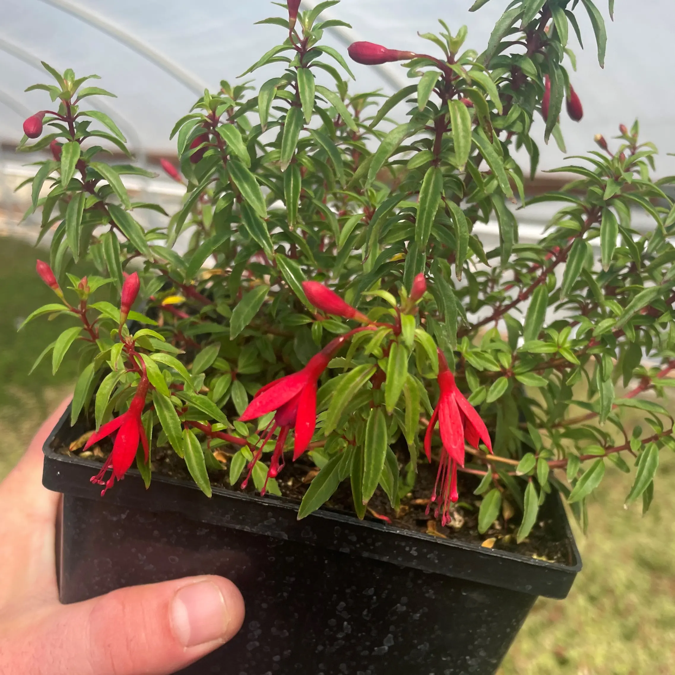 Fuchsia 'Little Giant' (4.5" Pot) | Little Prince of Oregon Nursery