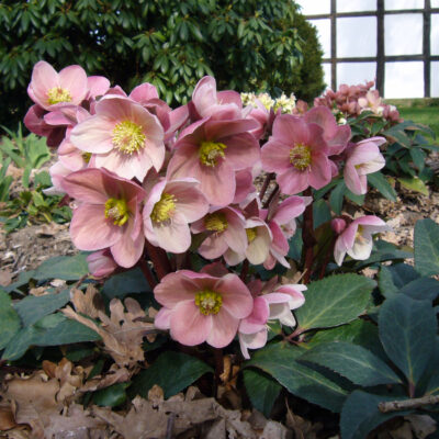 Helleborus HGC® 'Pink Frost' - Hellebore (1 Gallon)