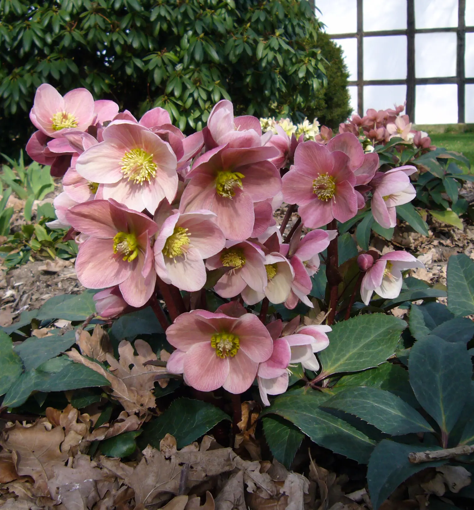 Helleborus HGC® 'Pink Frost' - Hellebore (1 Gallon) | Little