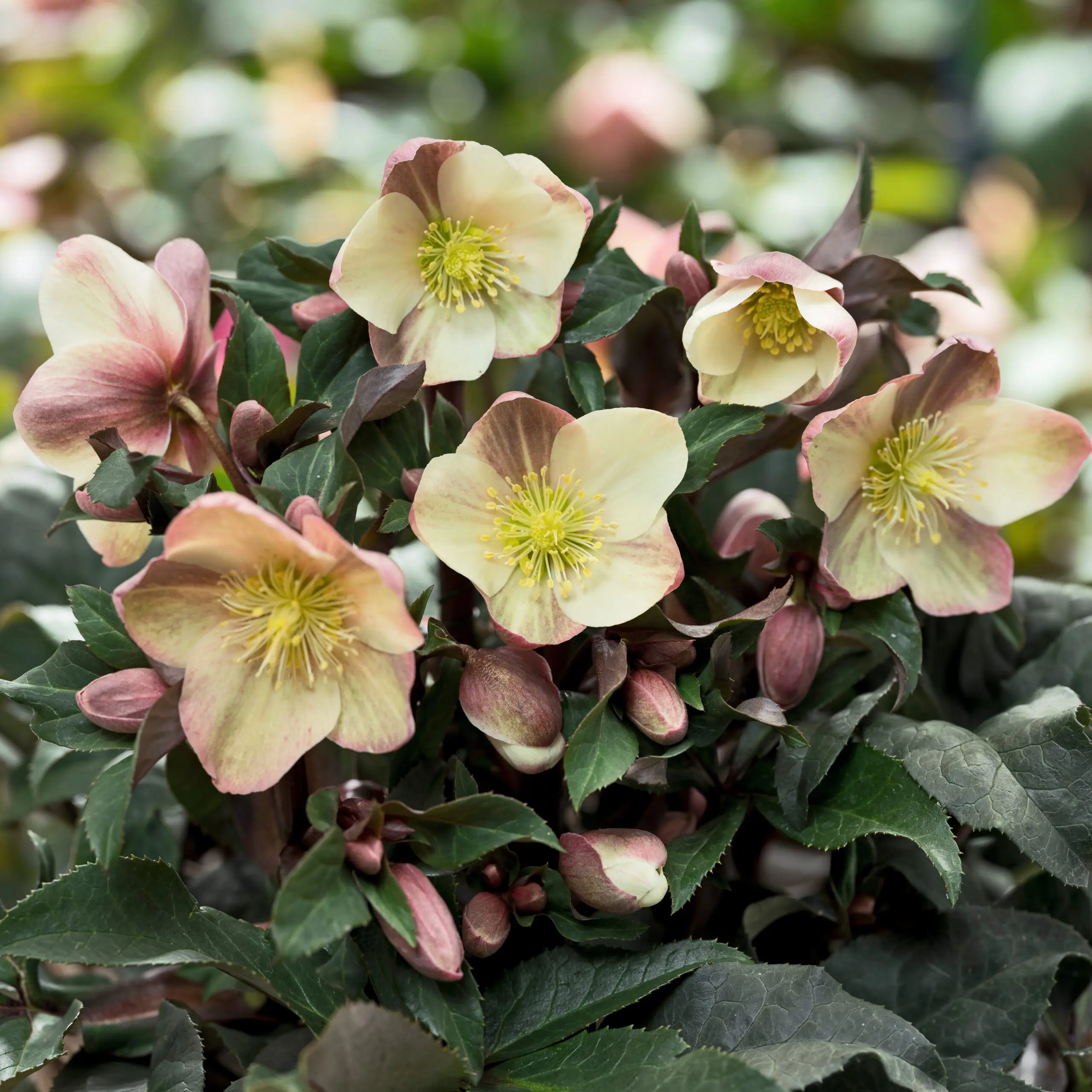 プレゼントにも❣️限定25個HelleboreBoxELLIOTHALL Helleborus ballardiae 'HGC® Camelot®'
