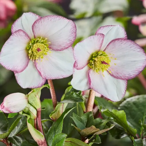 Helleborus x glandorfensis 'Ice N' Roses® Picotee' - Hellebore (1