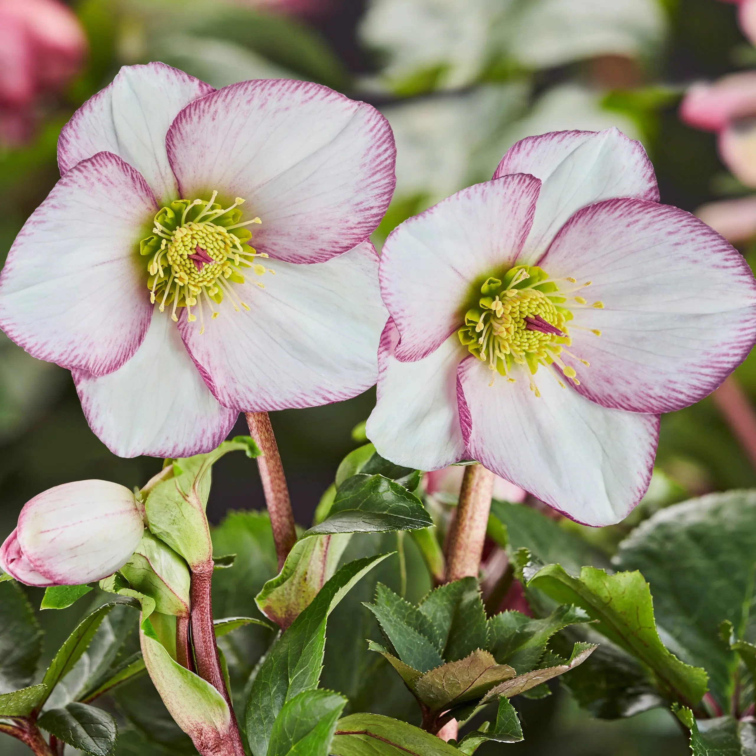 Helleborus x glandorfensis 'Ice N' Roses® Picotee' - Hellebore (1