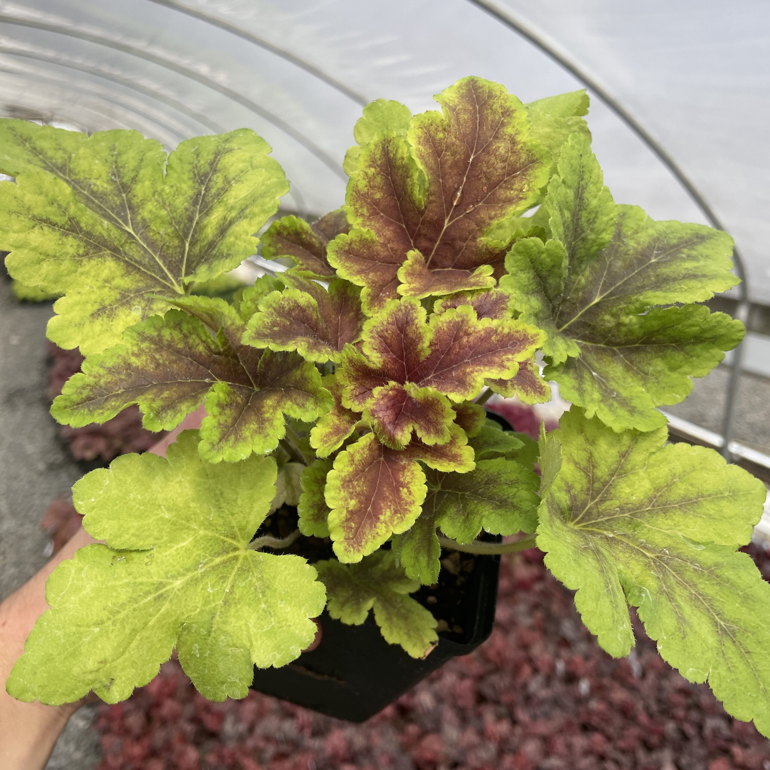 Heucherella 'Gold Zebra' - Foamy Bells, PP #22,104 (4.5" Pot)