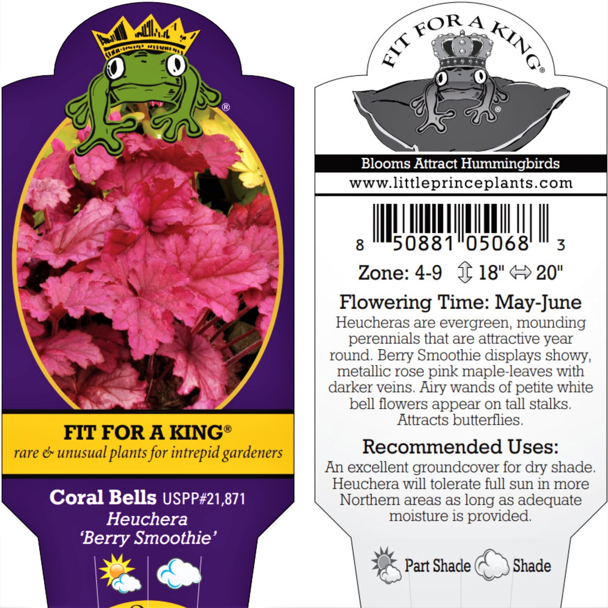 Heuchera 'Berry Smoothie' - Coral Bells (4.5" Pot) - Image 2