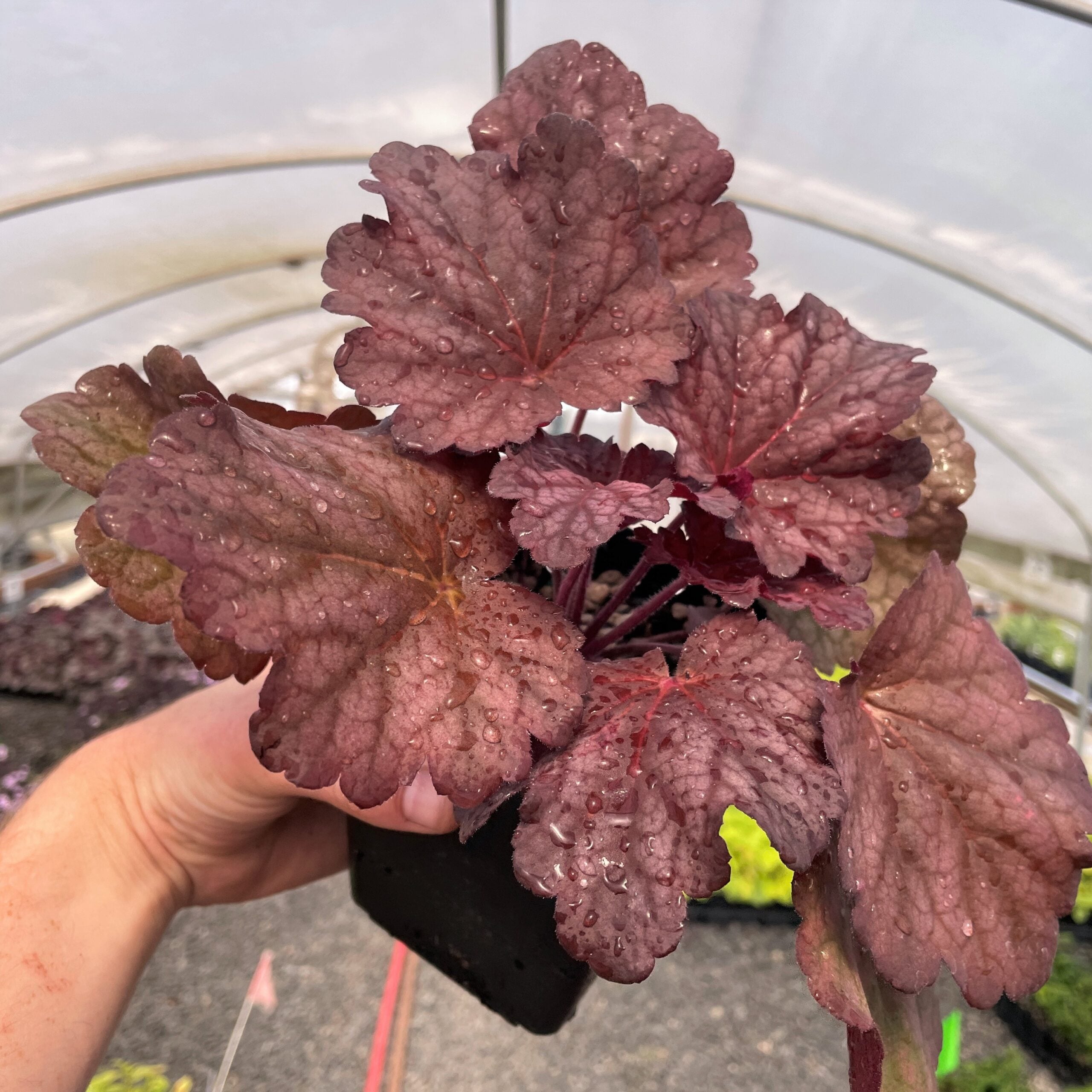 Heuchera 'Berry Smoothie' - Coral Bells (4.5" Pot)