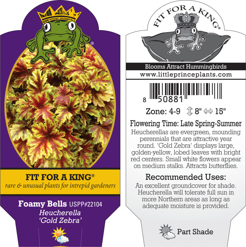 Heucherella 'Gold Zebra' - Foamy Bells, PP #22,104 (4.5" Pot) - Image 2