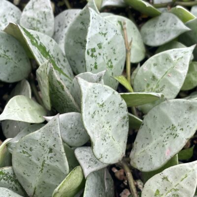 Hoya krohniana 'Eskimo' - Super Silver Hoya (4.5" Pot)