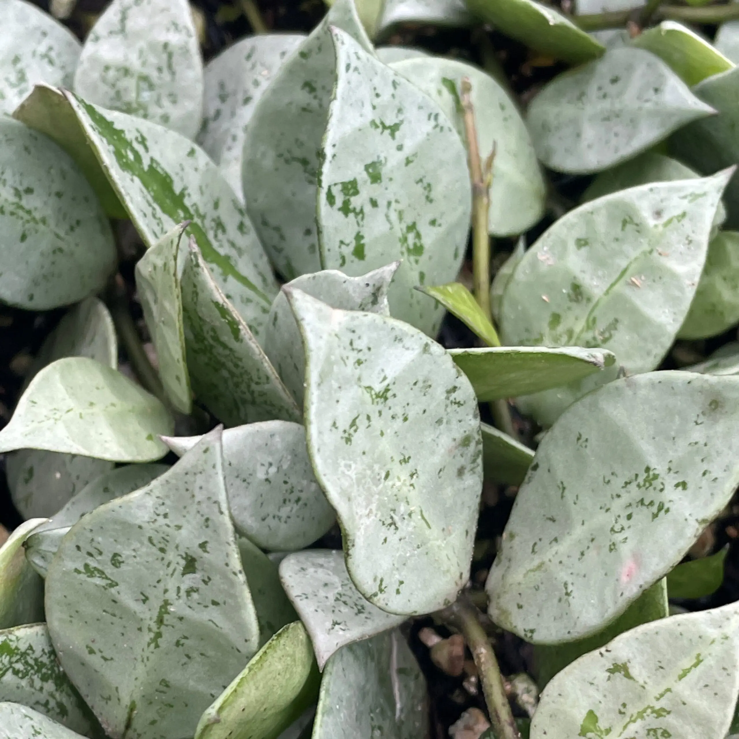 Hoya krohniana 'Eskimo' - Super Silver Hoya (4.5