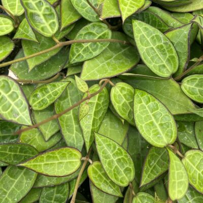 Hoya parasitica 'Black Margin' - Wax Plant (4.5" Pot)