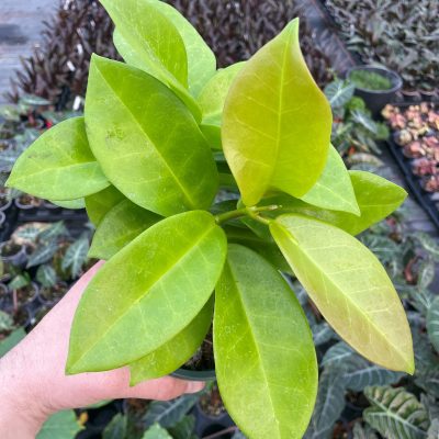 Hoya skinneriana - Hoya 'Dee's Big One' (4.5" Pot)