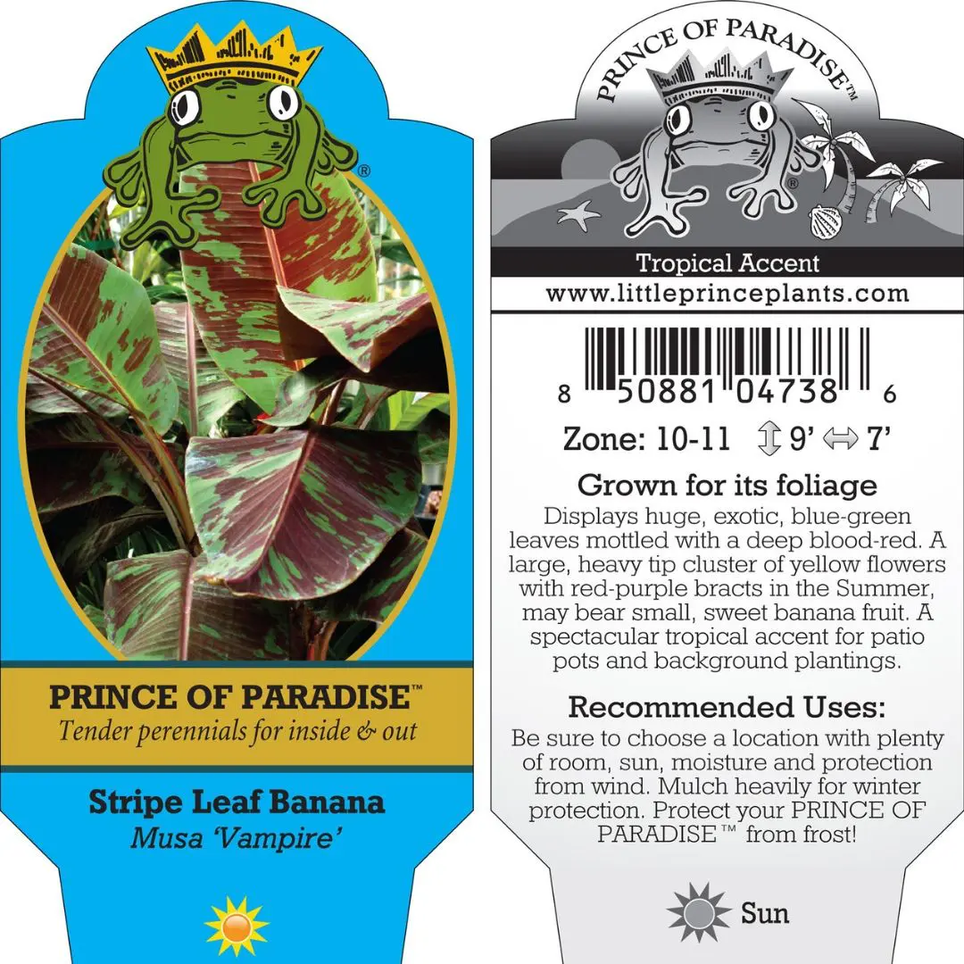 Musa-Vampire-Stripe-Leaf-