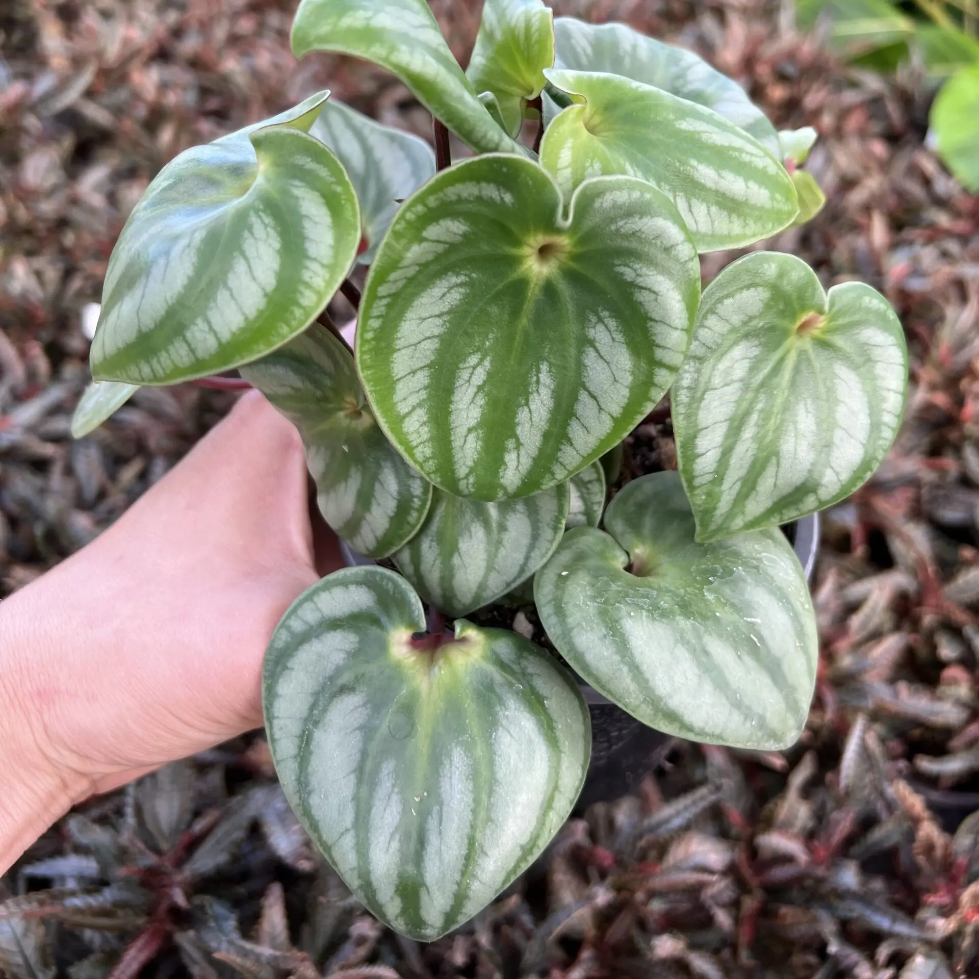 Peperomia argyreia 'Costa Rica' | Little Prince of Oregon Nursery