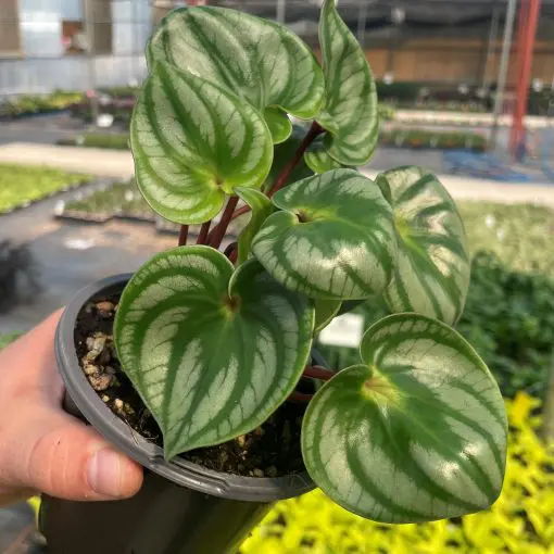 Peperomia argyreia 'Costa Rica' | Little Prince of Oregon Nursery