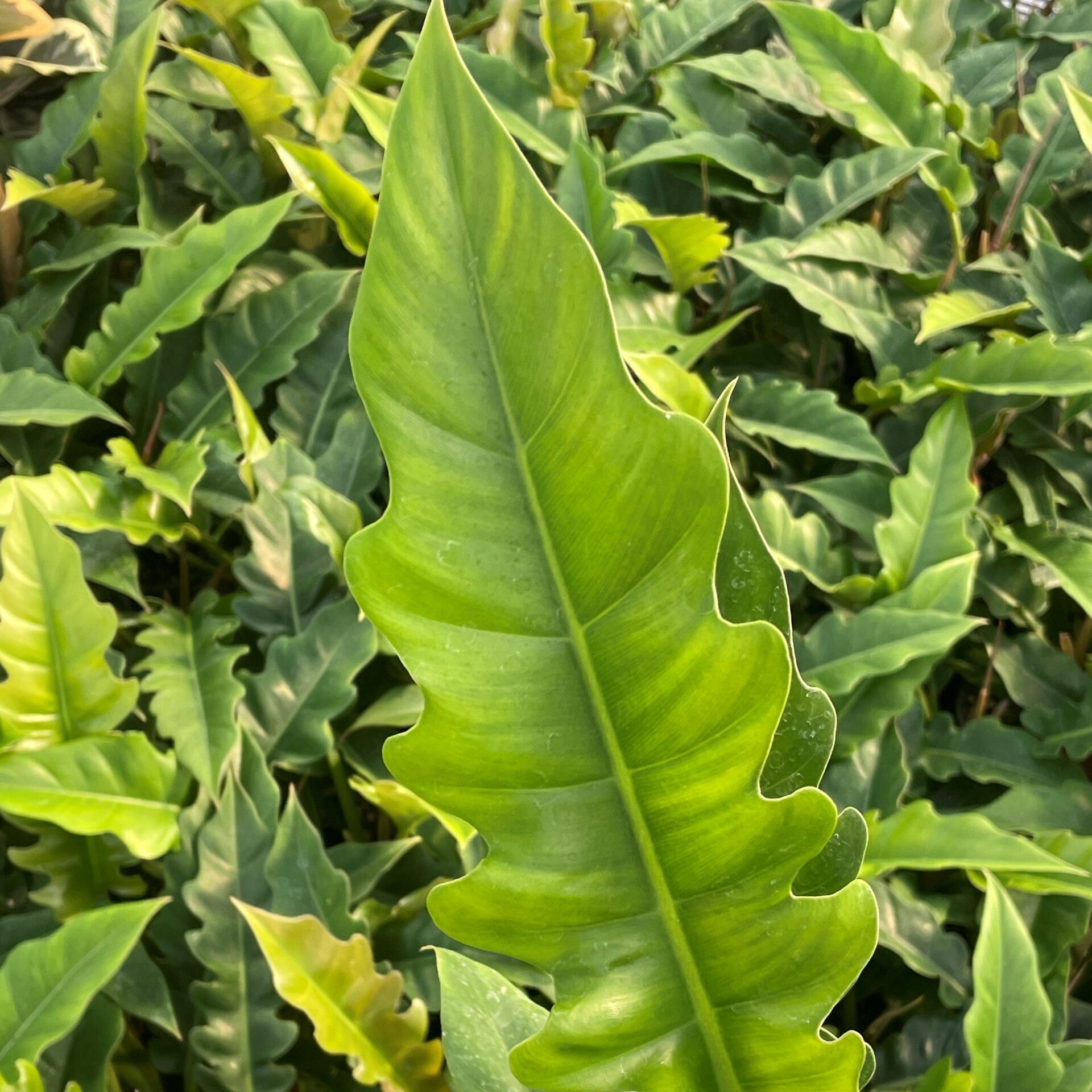 Philodendron 'Jungle Boogie' - Tiger Tooth Philodendron (4.5" Pot) | Little  Prince of Oregon Nursery