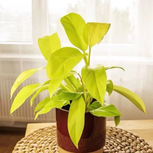 Philodendron 'Malay Gold' - Golden Goddess Hybrid (4.5" Pot) | Little  Prince of Oregon Nursery