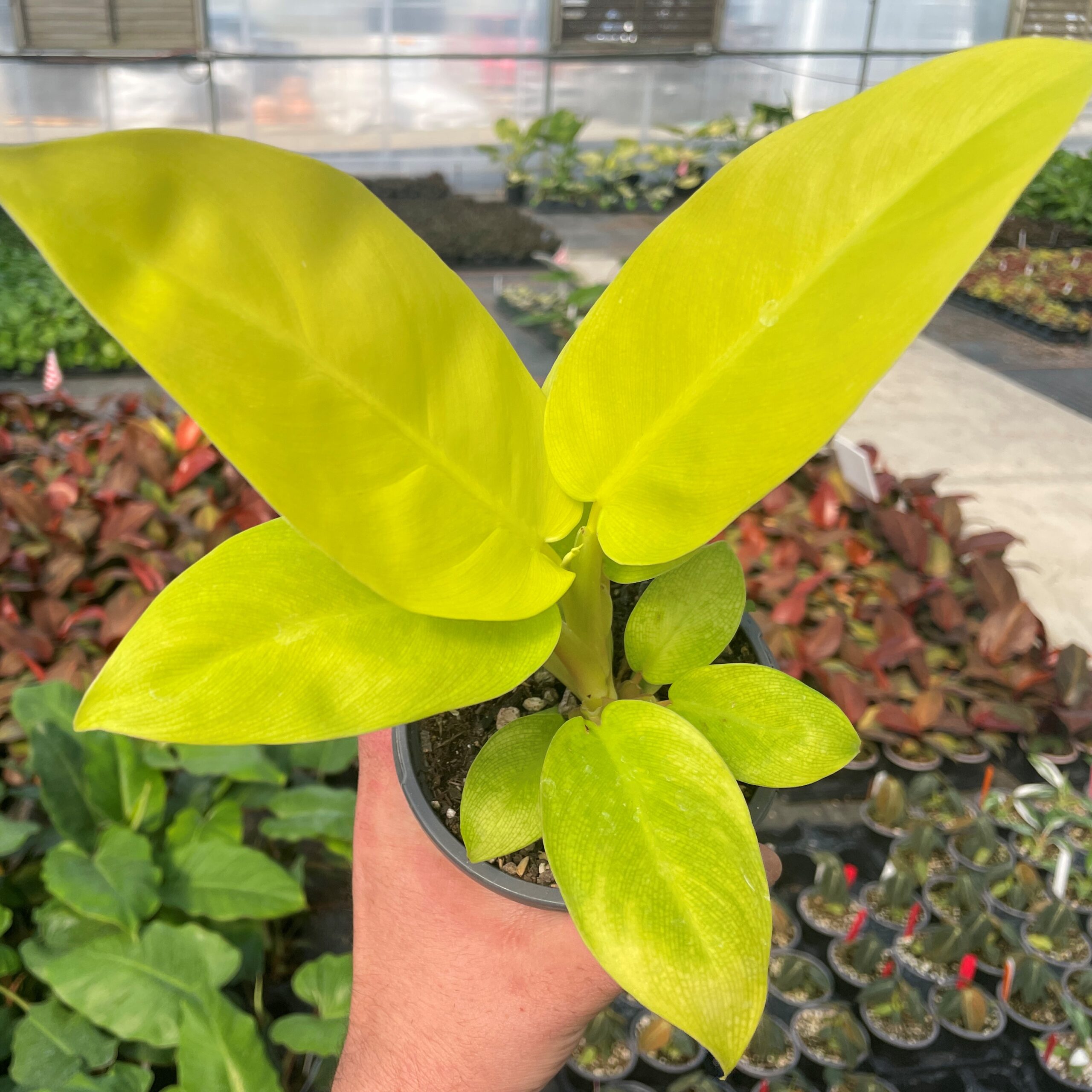 Philodendron 'Malay Gold' - Golden Goddess Hybrid (4.5" Pot) | Little  Prince of Oregon Nursery