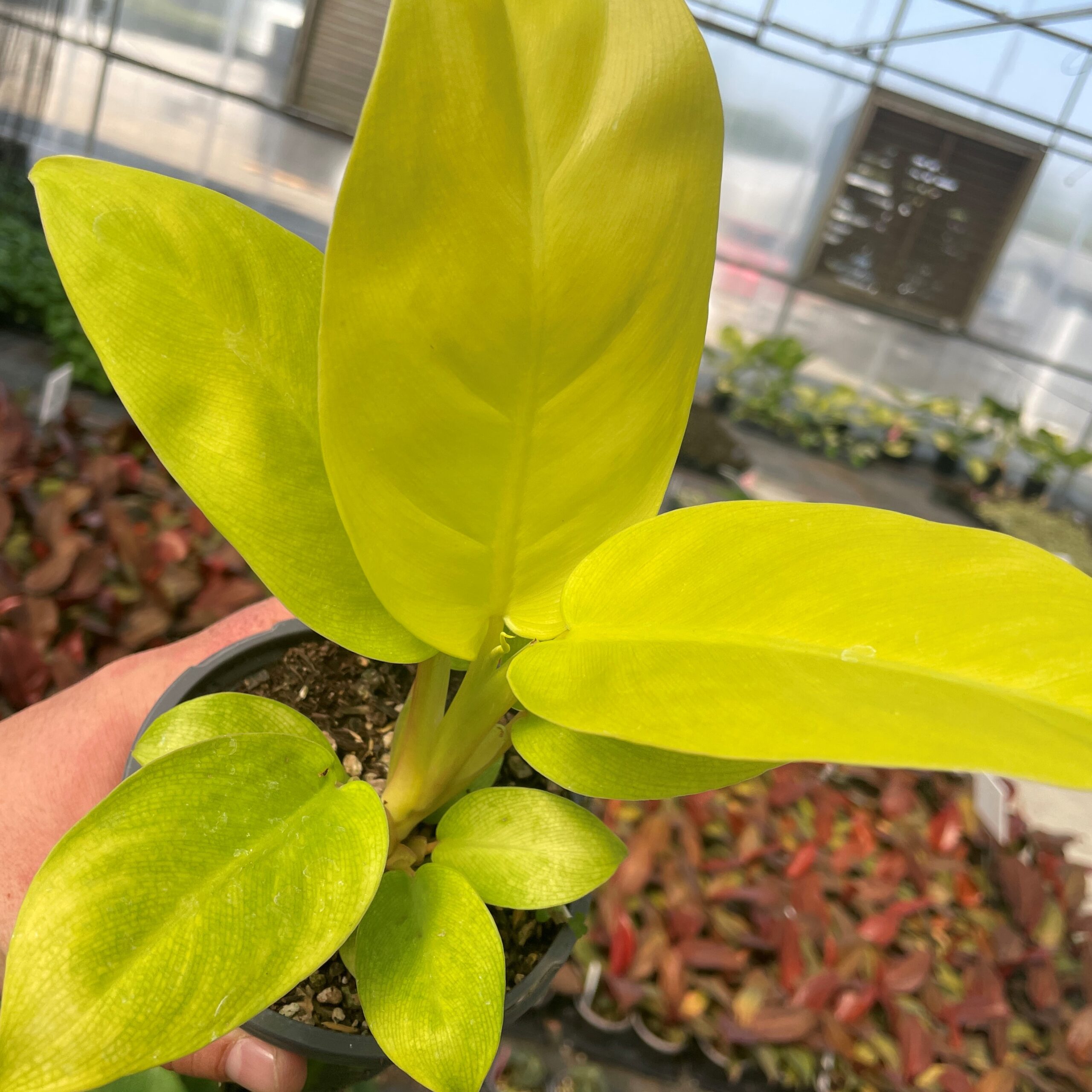 Philodendron 'Malay Gold' - Golden Goddess Hybrid (4.5" Pot) | Little  Prince of Oregon Nursery